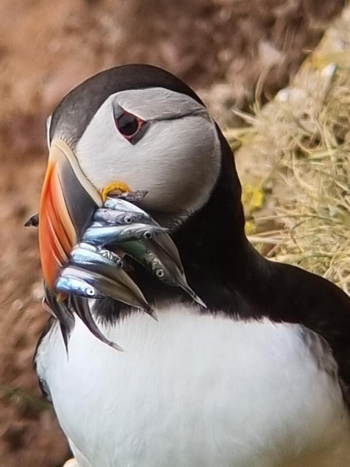 Puffin with fish