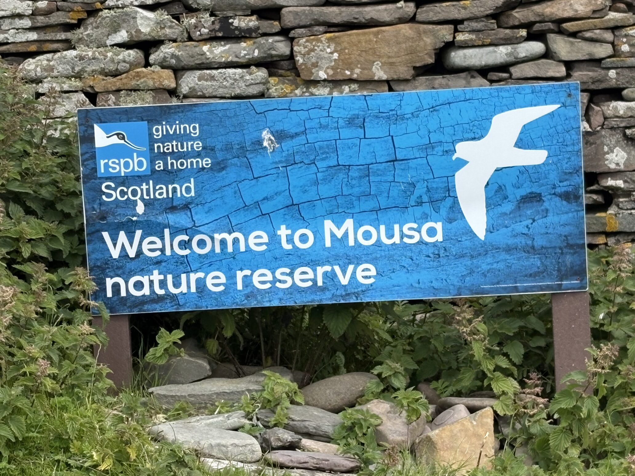 Mousa RSPB