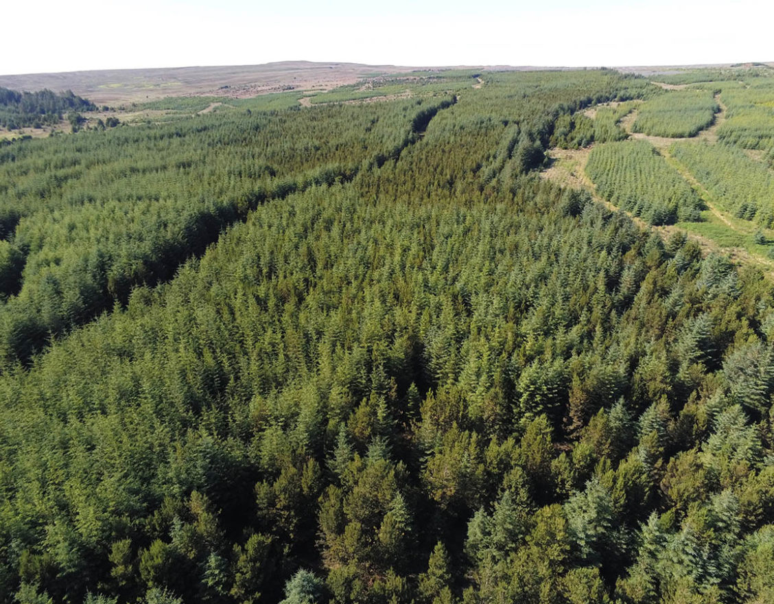 Rumster Forest