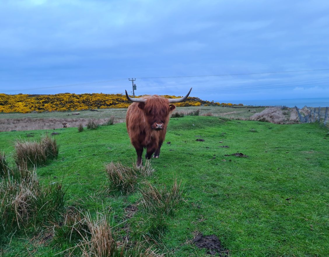 Highland cows