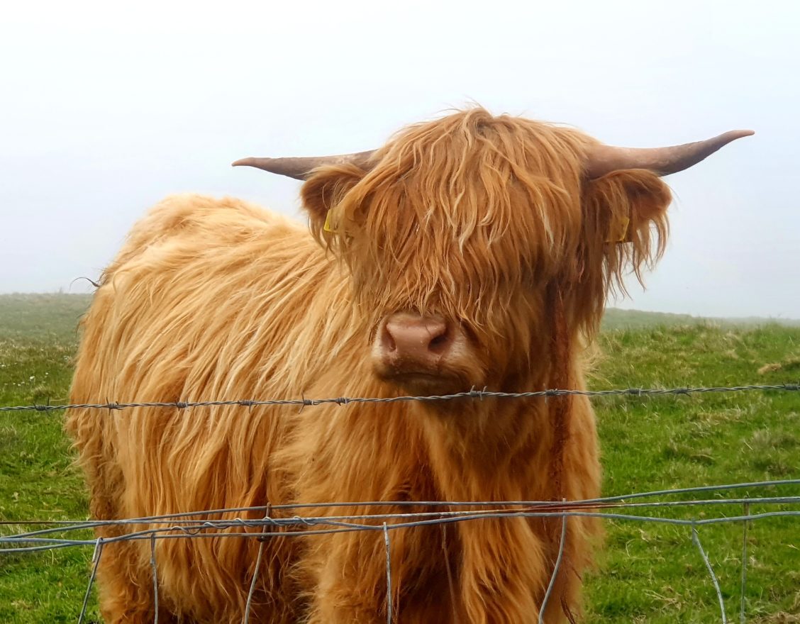 Highland cows