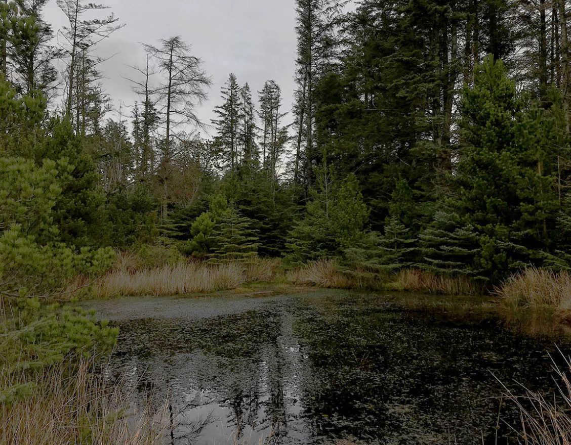 Rumster Forest