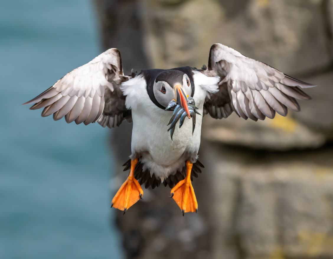 Puffins