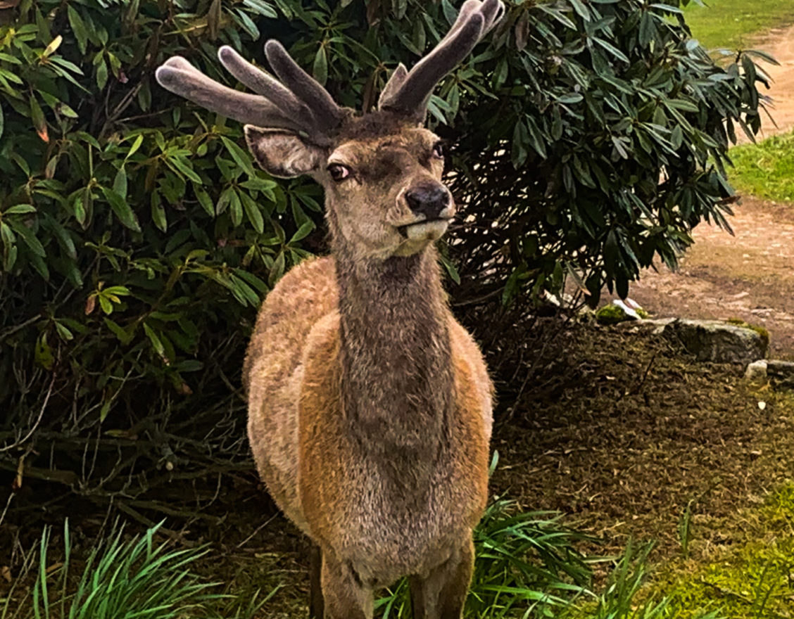 Deer